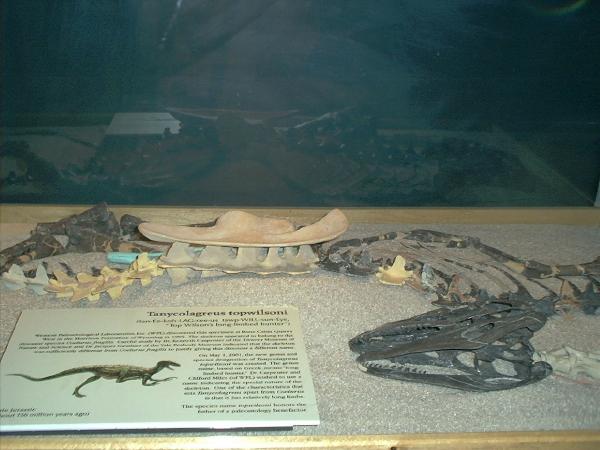 Front view of actual specimen (Gary Bobzien / photo)