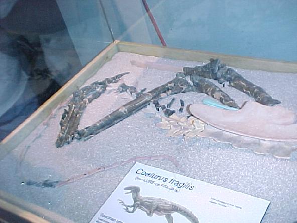 Actual bones (Lewis Church / Courtesy photo)
