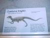 Original plate as Coelurus fragilis