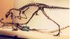 Original museum display as Coelurus fragilis - photo b